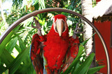 Scarlet Macaw Fact Sheet 