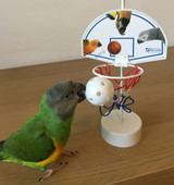 Teach Your Parrot To Fetch By Sara Houston