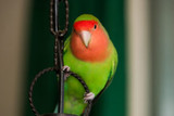 Things Parrot Behaviour Consultants DO Agree On - PART 2