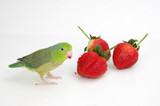 Parrot Nutrition