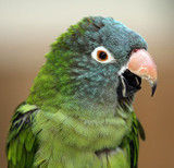 How to Stop or Reduce Screaming in Parrots