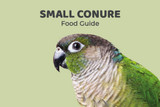 Small Conure Feeding Guide