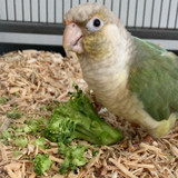 Foods For Good Parrot Feather Health