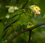 Urban Jungle Parrots