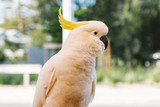 Sulphur-crested Cockatoo Fact Sheet