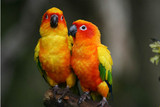 Celebrate National Conure Day