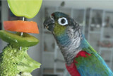 Supporting Your Parrot's Gut Health
