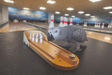 Teach Your Parrot Bowling By Sara Houston