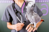 The Importance of Microchipping Your Parrot 