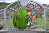 Things Parrot Behaviour Consultants DO Agree On PART 1