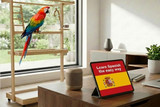 Five Top Tips To Teach Your Parrot To Speak
