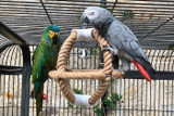 Top Tips On Keeping Your Parrot Active