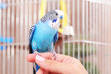 Training Parrots: Tools And Methods To Train Parrots