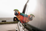 Advice On Travelling With Your Parrot