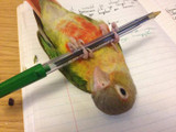 Meet Triss the Green-cheeked Conure