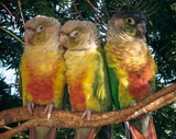 Helping Rescued Parrots in the Ukraine