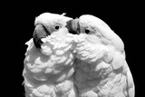 Umbrella Cockatoo Fact Sheet