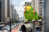 Urban Jungle Parrots