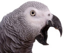 Why Do Parrots Scream?