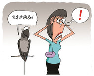 Hamish The African Grey By Malcolm Welshman