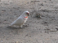 Cockatoo Research Project 2013 Part 1