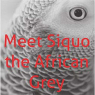 Meet Siquo the African Grey