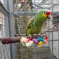 Non-toxic Branches For Parrots