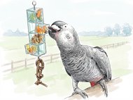 Reusable Foraging Parrot Toys | Products Reviewed and How To Use Guide