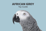 African Grey Parrot Toy Guide