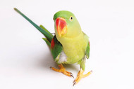 Alexandrine Parakeet Fact Sheet