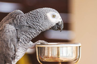 Why Your Parrot Needs More Than One Pellet