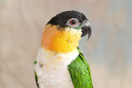 Black-Headed Caique Fact Sheet