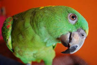 Building Trust With Your Parrot