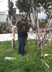 Stick Training Parrots