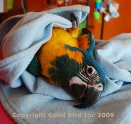 Training a Parrot to Love a Towel