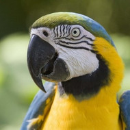 Simple Tips For Looking After Your Parrot