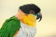 Get Involved In Our Caique Parrot Day Celebrations