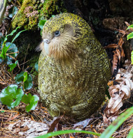 Rosemary Low Gives a Parrot Conservation Update