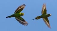 What Can We Learn From Wild Parrots?