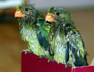 Baby Parrots