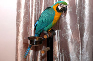 Dot Schwarzs Daily Life with Benni the Macaw