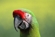 A Parrot's Super Sight