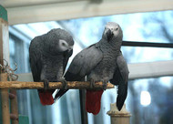 My Parrot Has Changed: Dealing With A Hormonal Parrot