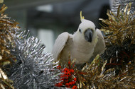 Parrot Accidents | Christmas Stories From Dot Schwarz