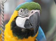 Pros and Cons of Free Flight