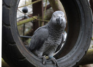 Do Parrots Know What They Say