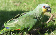 Caring For Older Parrots