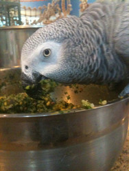 Parrot Mealtimes: All Day Or Set Times?