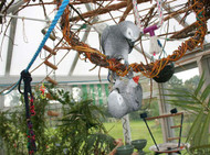 Overbonding And Parrots