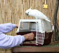 Crate Training Your Parrot